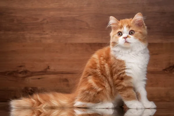 Červené vysočiny kotě na zrcadlo a dřevěné textury — Stock fotografie