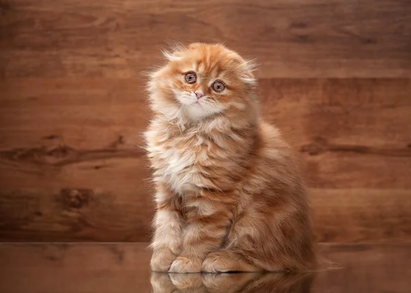 Gatito rojo de las tierras altas en espejo y textura de madera — Foto de Stock