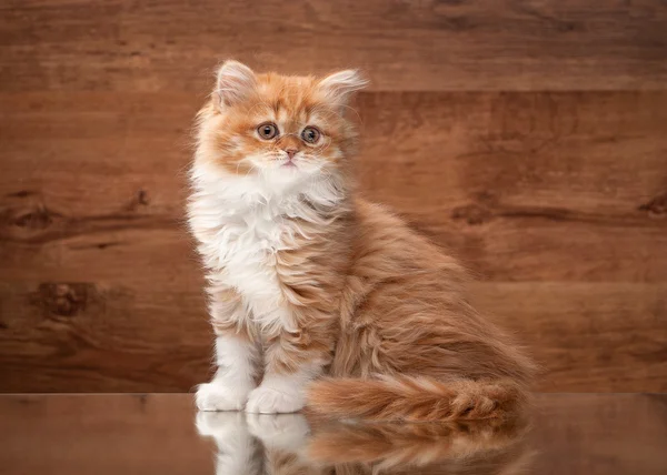 Röd highland kattunge på spegeln och trä textur — Stockfoto