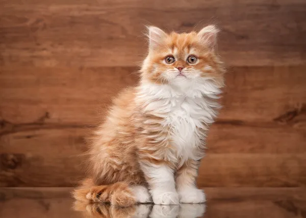 Red highland kitten on mirror and wooden texture — Stock Photo, Image