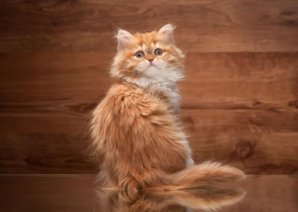 Gattino altopiano rosso su specchio e texture in legno — Foto Stock