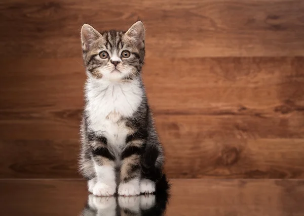 Gatito recto escocés en espejo y textura de madera — Foto de Stock