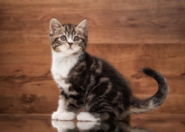 Scottish straight kitten on mirror and wooden texture — Stock Photo, Image