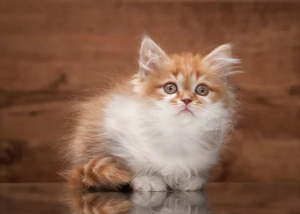 Gatito rojo de las tierras altas en espejo y textura de madera —  Fotos de Stock