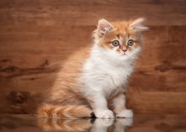 Gatito rojo de las tierras altas en espejo y textura de madera —  Fotos de Stock