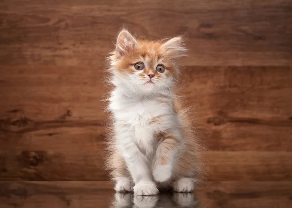 Red highland kitten on mirror and wooden texture — Stock Photo, Image