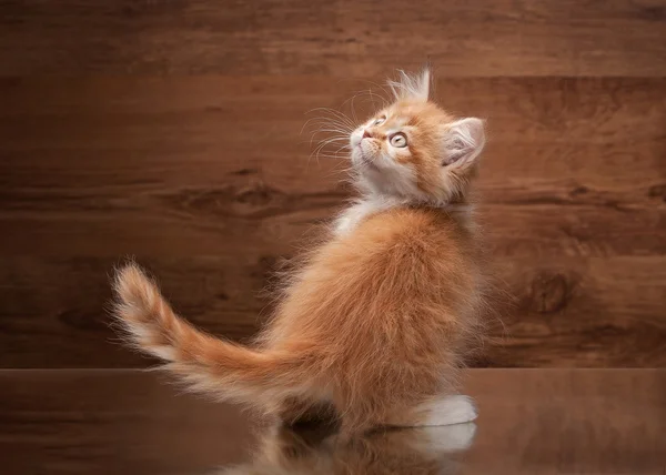 Vermelho highland gatinho no espelho e textura de madeira — Fotografia de Stock