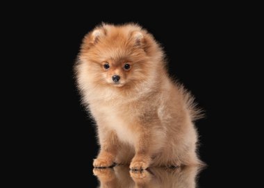 siyah arka plan üzerine Pomeranian köpek yavrusu