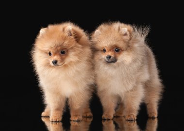 siyah arka plan üzerine iki pomeranian kukla