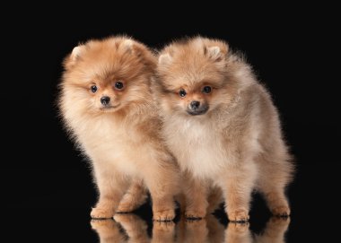 siyah arka plan üzerine iki pomeranian kukla