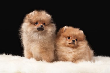 siyah arka plan üzerine iki pomeranian kukla