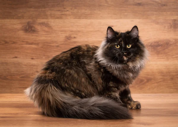 Gatinho siberiano tartaruga na textura de madeira — Fotografia de Stock