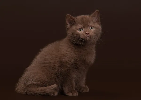 Молодая шоколадная британская кошка на темно-коричневом фоне — стоковое фото