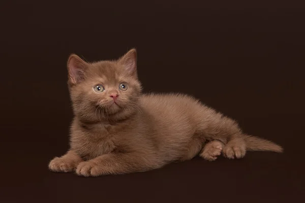 young cinnamon british cat on dark brown background