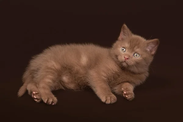 Jeune chat britannique cannelle sur fond brun foncé — Photo