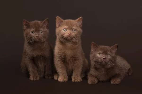 Varios gatitos británicos jóvenes sobre fondo marrón oscuro —  Fotos de Stock