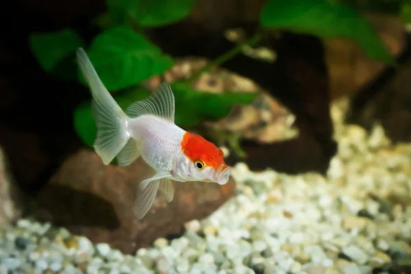 Pez dorado en acuario con plantas verdes, enganche y piedras — Foto de Stock