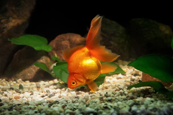 Guldfisk i akvarium med gröna växter och stenar — Stockfoto