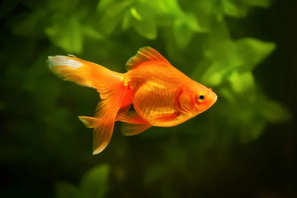 Goldfish in aquarium with green plants, and stones — Stock Photo, Image