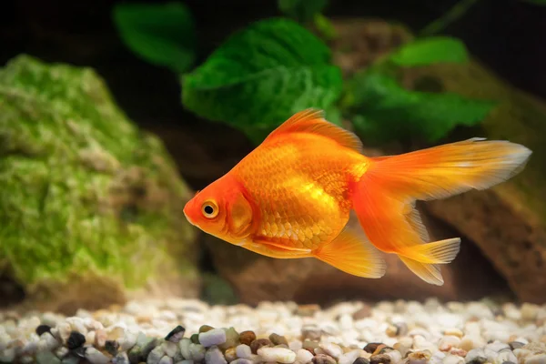 Goudvissen in aquarium met groene planten, en stenen — Stockfoto