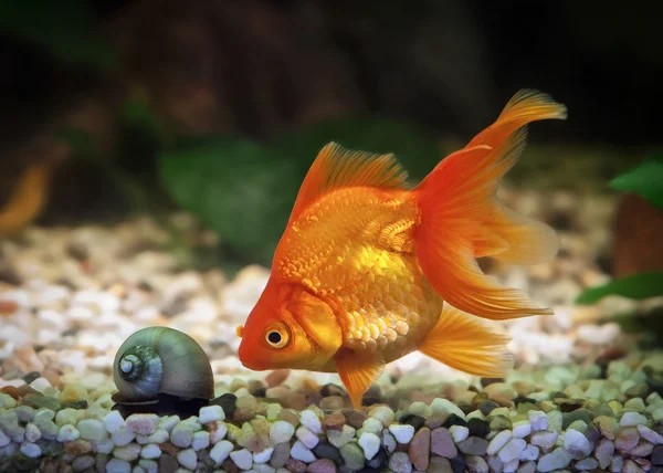 Goudvissen in aquarium met groene planten, en stenen — Stockfoto