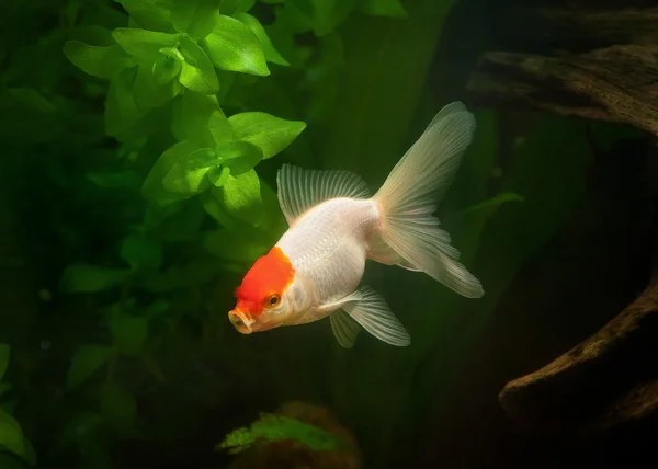Zlatá rybka v akváriu se zelenými rostlinami, háčky a kameny — Stock fotografie