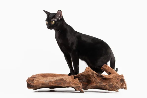 Schwarze traditionelle Bombay-Katze auf weißem Hintergrund — Stockfoto