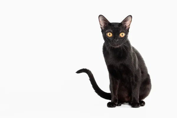 Černá tradiční bombay kočka na bílém pozadí — Stock fotografie