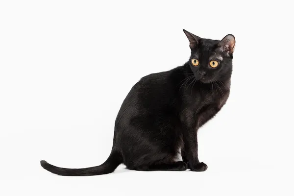 Black traditional bombay cat on white background — Stock Photo, Image