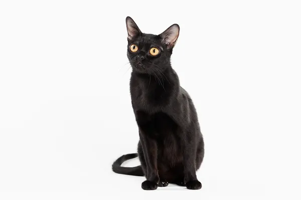 Black traditional bombay cat on white background — Stock Photo, Image