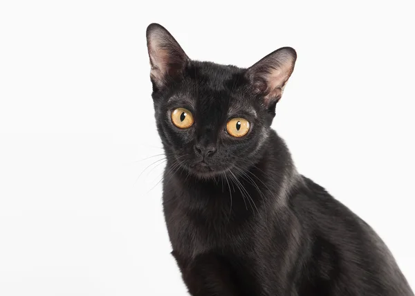 흰색 바탕에 검은 전통적인 봄 베이 고양이 — 스톡 사진