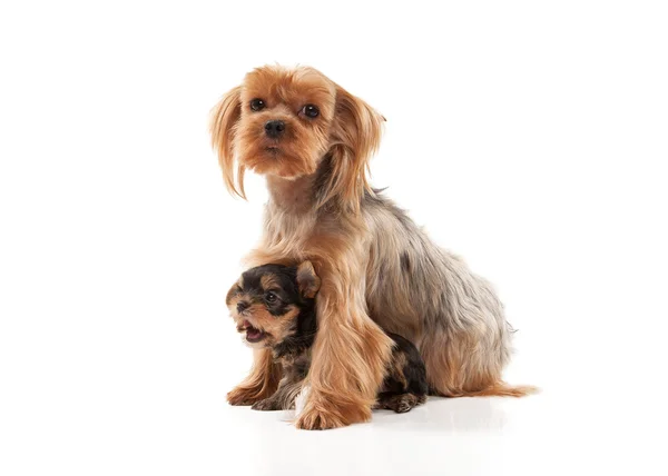 Two lovely young puppies of the Yorkshire Terrier on white backg — Stock Photo, Image
