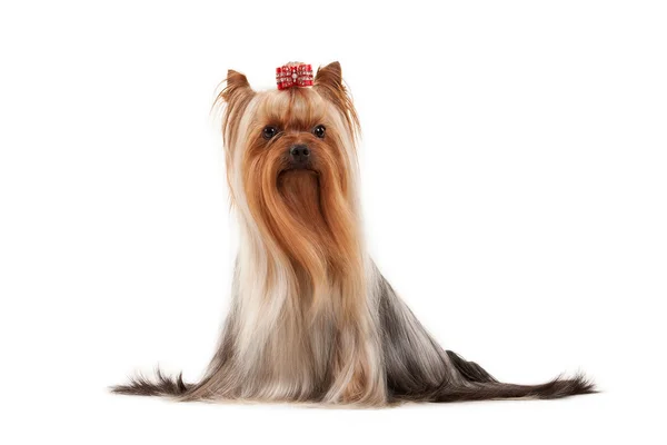 Yorkie filhote de cachorro no fundo gradiente branco — Fotografia de Stock