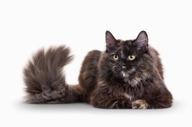 Kaplumbağa siberian kedi beyaz zemin üzerine