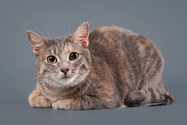 Unga blå sköldpadda tamkatt på grå bakgrund — Stockfoto