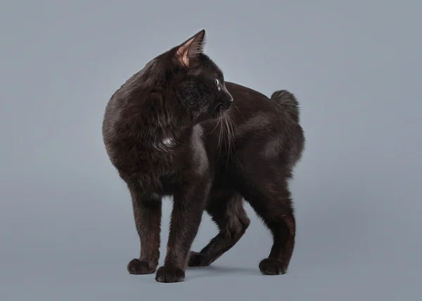 Kuril bobtail katt på en grå bakgrund — Stockfoto