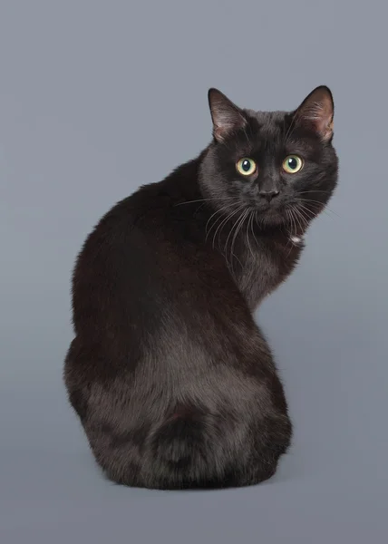 Kuril bobtail cat on a gray background — Stock Photo, Image