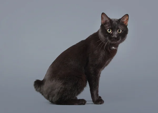Kuril Krótko ucięty ogon kota na szarym tle — Zdjęcie stockowe