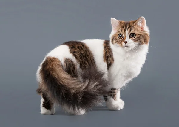 Bicolor arlequim escocês highland gatinho com branco em cinza ba — Fotografia de Stock