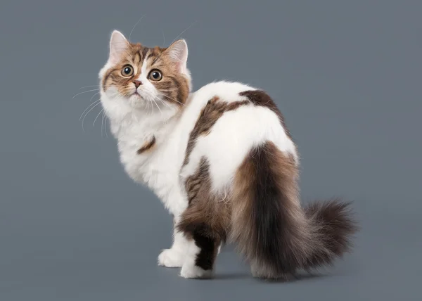 Bicolor arlequín escocés altiplano gatito con blanco en gris ba —  Fotos de Stock