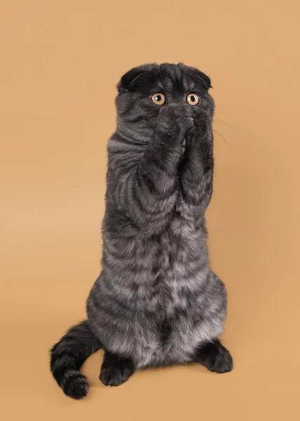 Preto fumaça escocês dobra gatinho no luz marrom fundo — Fotografia de Stock