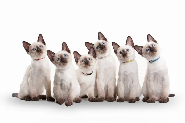 Seis pequenos gatinhos tailandeses no fundo branco — Fotografia de Stock