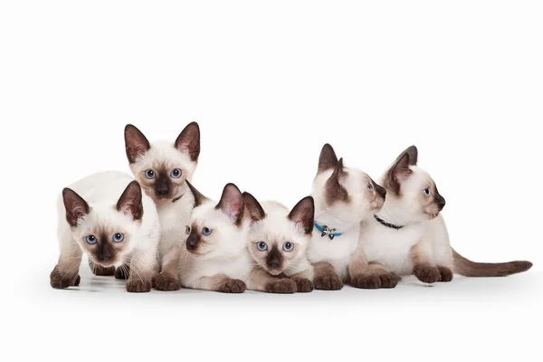 Seis pequenos gatinhos tailandeses no fundo branco — Fotografia de Stock