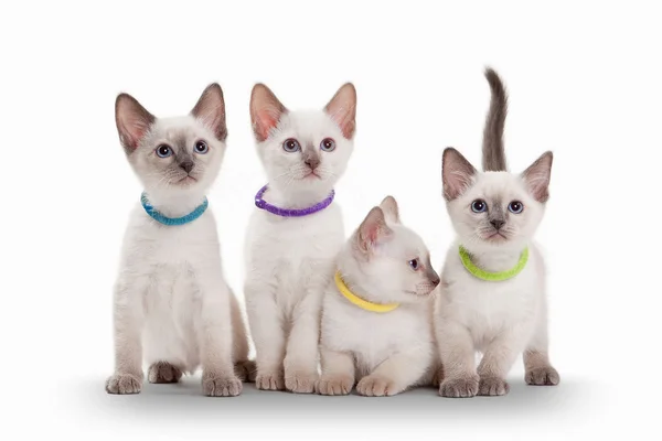 Vier kleine Thaise kittens op witte achtergrond — Stockfoto