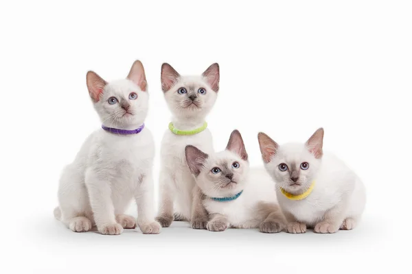 Cuatro gatitos tailandeses pequeños sobre fondo blanco — Foto de Stock