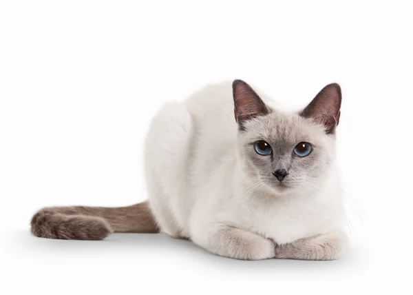 Thai cat on white background — Stock Photo, Image