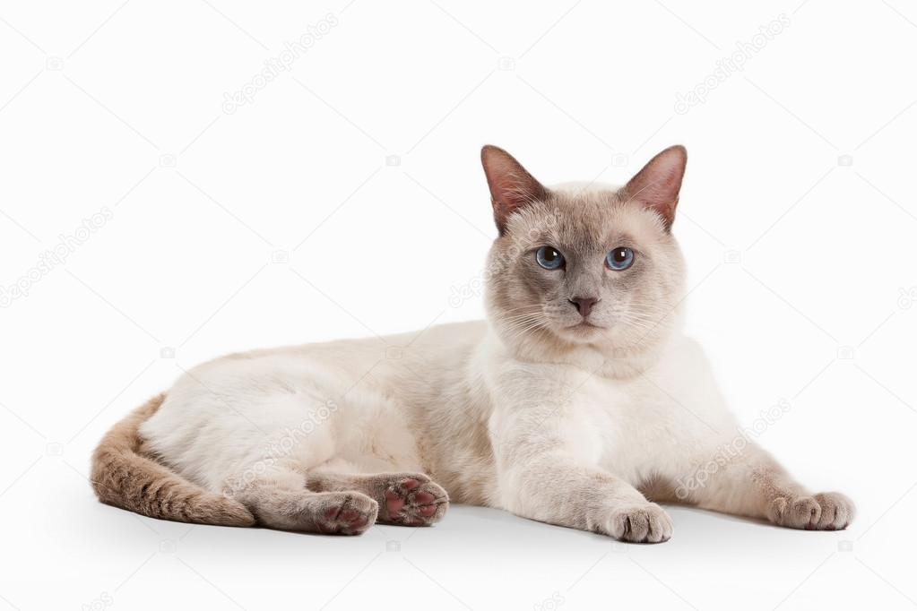 Lilas Chat Thai Sur Fond Blanc Image Libre De Droit Par Dionoanomalia C Lilas Chat Thai Sur Fond Blanc Image Libre De Droit Par Dionoanomalia C