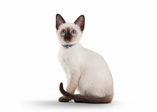 Gato tailandés sobre fondo blanco — Foto de Stock