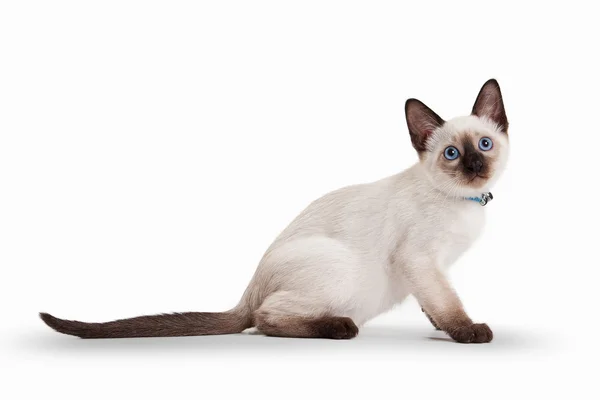 Thai cat on white background — Stock Photo, Image