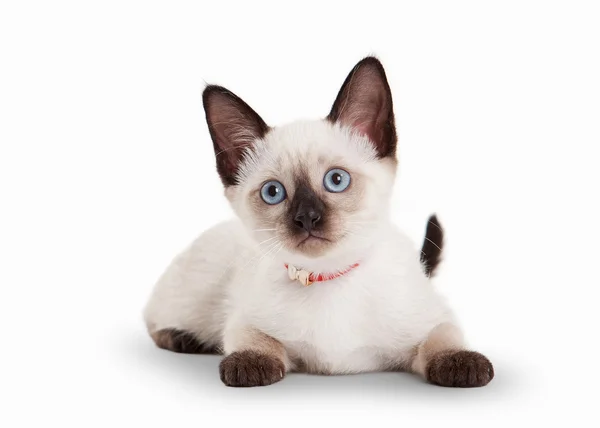 Thai cat on white background — Stock Photo, Image